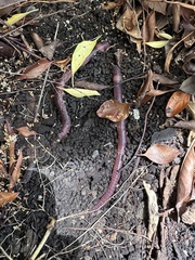 Oligochaeta