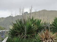 Yucca gloriosa