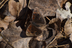 Junonia nigrosuffusa