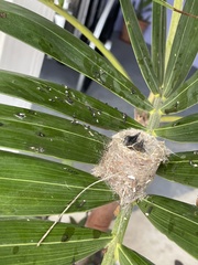 Orthorhyncus cristatus