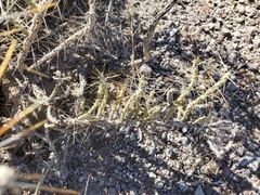 Cylindropuntia ramosissima