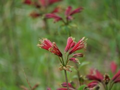 Alstroemeria psittacina