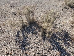 Cylindropuntia ramosissima
