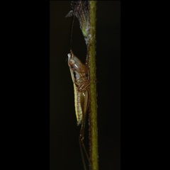 Conocephalus gracillimus