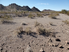 Cylindropuntia ramosissima