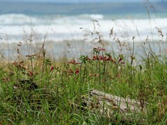 Alstroemeria psittacina