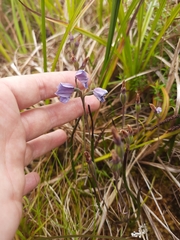 Thelymitra cyanea
