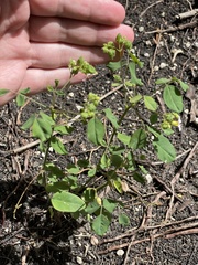 Oxalis barrelieri