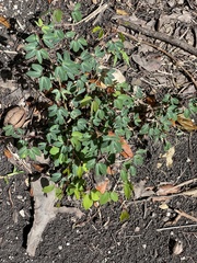 Pithecellobium unguis-cati