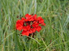 Pelargonium × hybridum