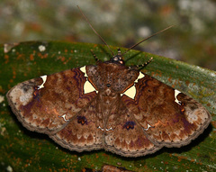 Antiblemma albipunctata