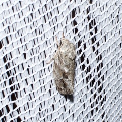 Agriophara confertella