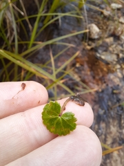 Hydrocotyle moschata