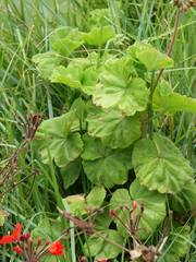 Pelargonium × hybridum
