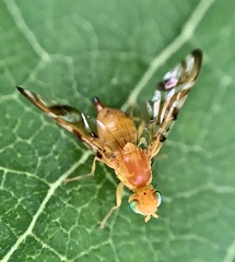 Strauzia longipennis