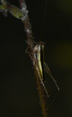Conocephalus gracillimus