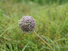 Allium porrum