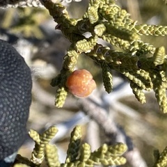 Walshomyia juniperina