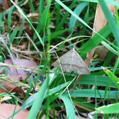 Epidesmia hypenaria