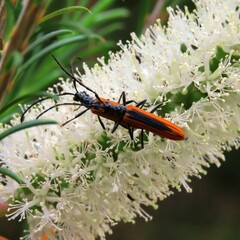 Stenoderus suturalis