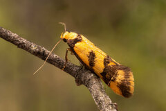 Olbonoma triptycha