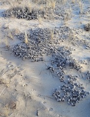 Artemisia stelleriana
