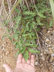 Olearia ilicifolia