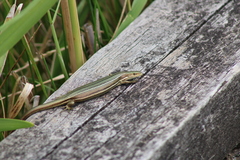 Pseudemoia rawlinsoni