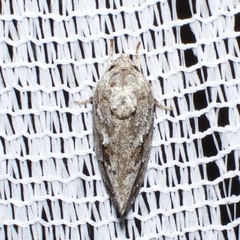 Agriophara confertella