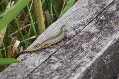 Pseudemoia rawlinsoni