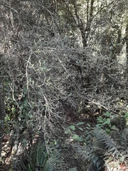 Coprosma linariifolia