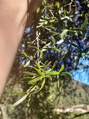 Coprosma linariifolia