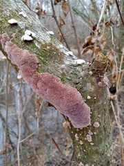 Ceriporia purpurea