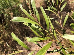 Acacia neriifolia