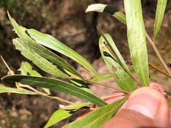 Acacia neriifolia
