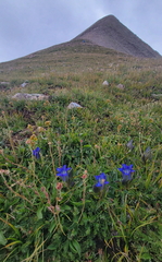 Gentiana