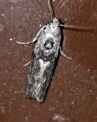 Sciota melanostyla