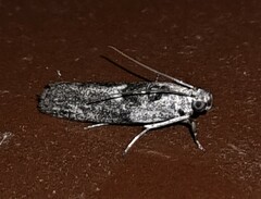 Sciota melanostyla