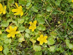 Ranunculus royi