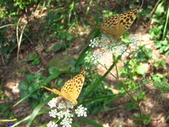 Argynnis