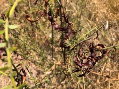 Acacia amblygona