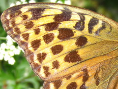 Argynnis