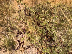Acacia amblygona