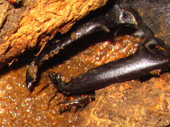 Serrognathus titanus castanicolor