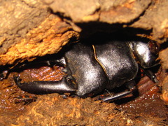 Serrognathus titanus castanicolor
