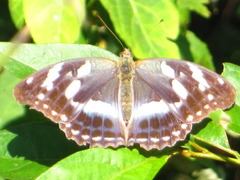 Argynnis sagana
