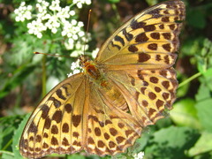 Argynnis