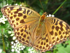 Argynnis