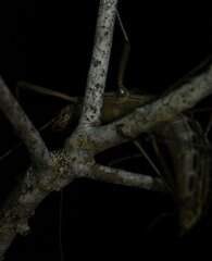 Anisomorpha buprestoides