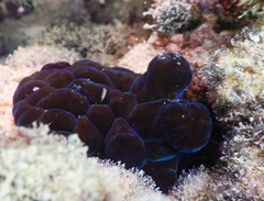 Coriocella nigra